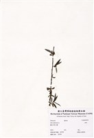 藏品(垂柳)的圖片